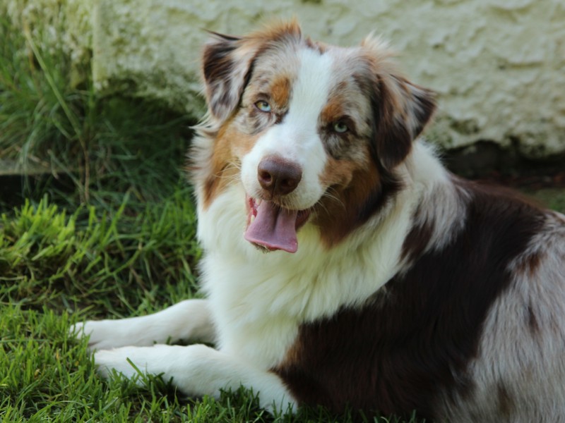 Australian Shepherd Welpen